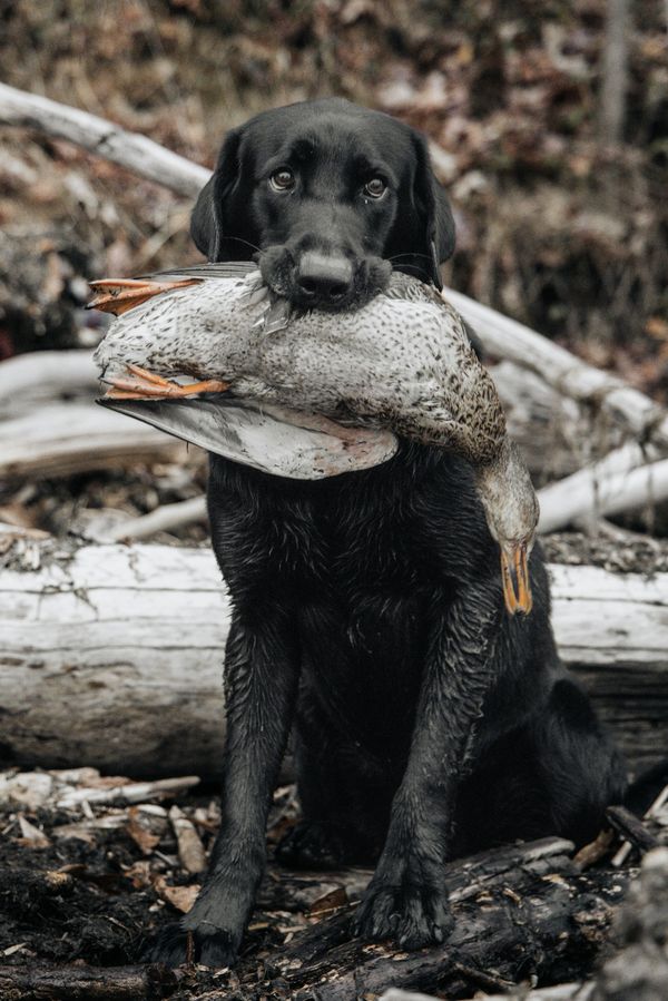 How to Start Hunting in Quebec: A Complete Beginner's Guide