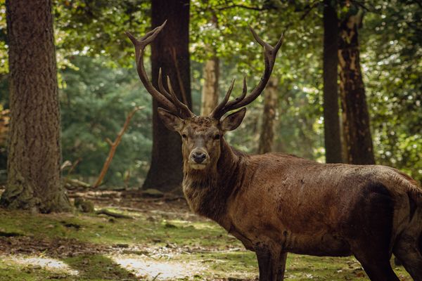 What's New for Quebec's 2026–2027 Hunting Season