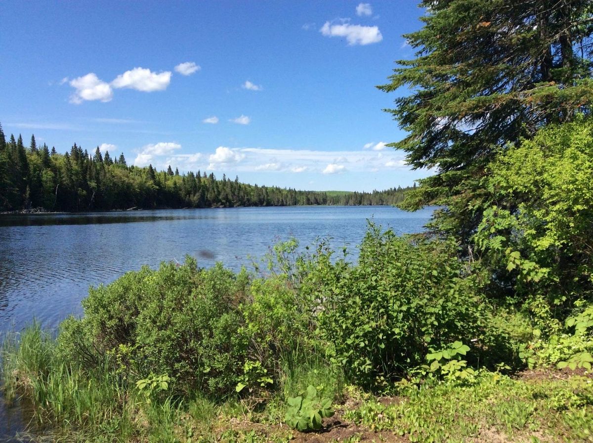 L'Association des Amis de la Forêt du Lac Anais — photo 1