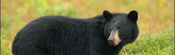Photo — L'Aventure de l'Ours Noir Qc.