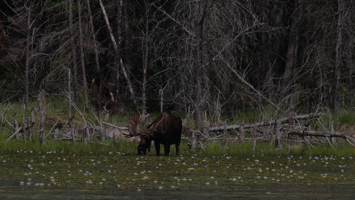 Pourvoirie des Lacs Roger et Faucille — photo 1