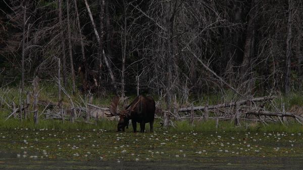 Photo — Pourvoirie des Lacs Roger et Faucille
