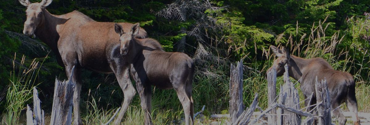 Club de Chasse et Pêche Tadoussac — photo 3