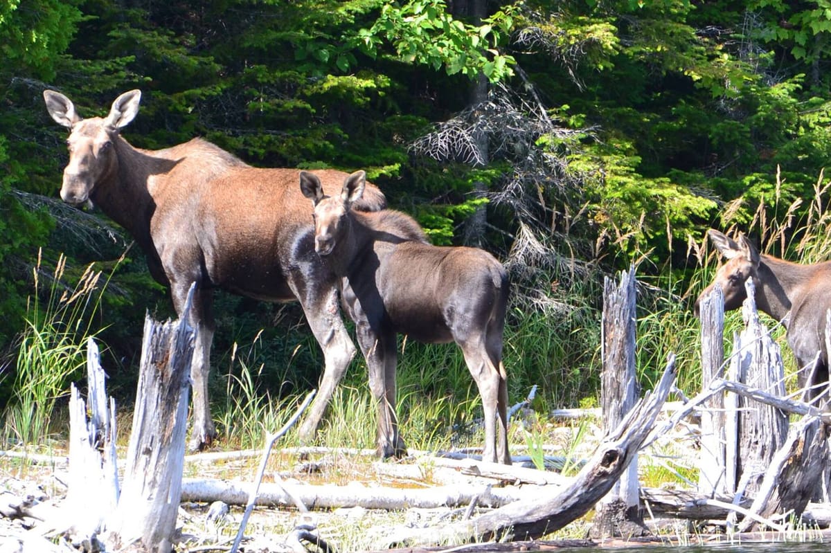 Club de Chasse et Pêche Tadoussac — photo 4