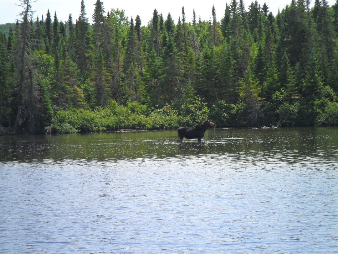 Club de Chasse et Pêche Lac O'sullivan — photo 3