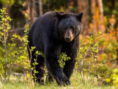 L'Aventure de l'Ours Noir Qc. — photo 4