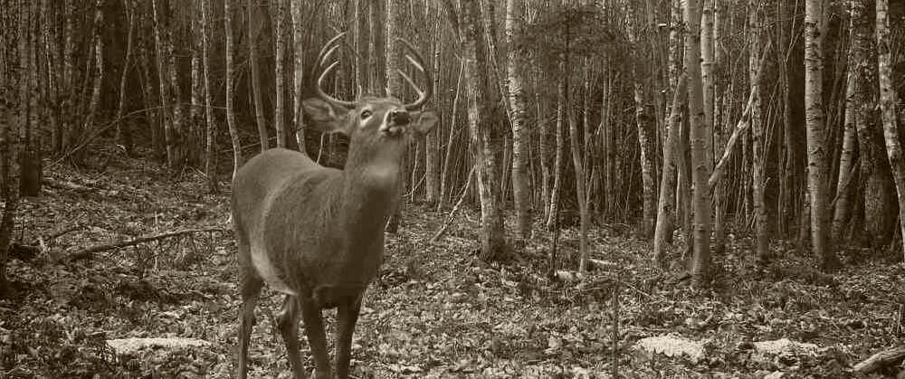 Lac Portage — photo 3