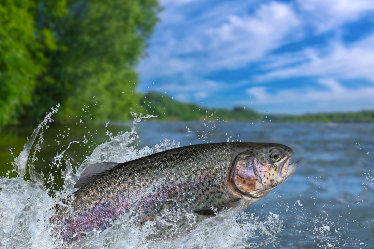 Pourvoirie Némiskau — photo 3