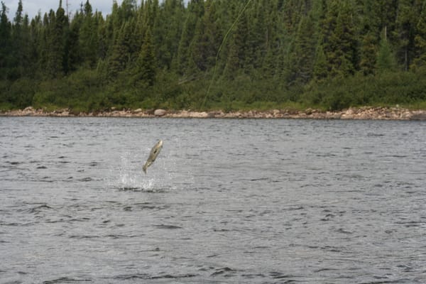 Photo — Pourvoyeurs de la Rivière Delay