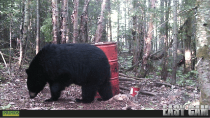 Aventures Big Bear Hunt — photo 5