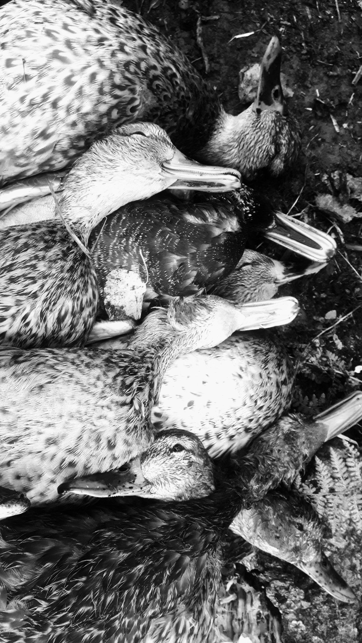 Pourvoirie le Goose Shack Outfitters — photo 5