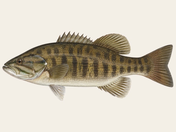 Bass in Quebec