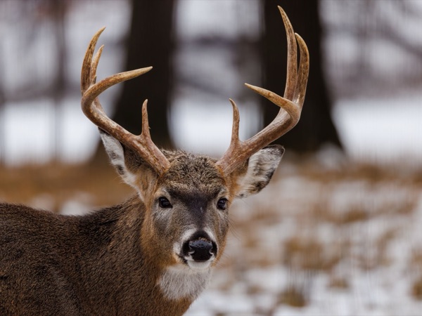 Cerf de Virginie — chasse au Québec