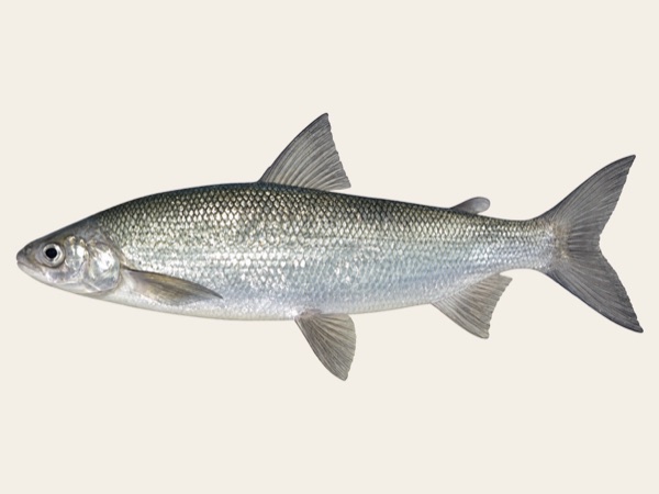 Lake whitefish in Quebec