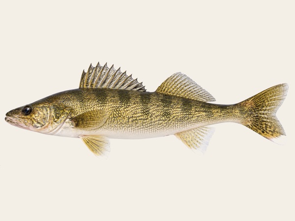Walleye in Quebec
