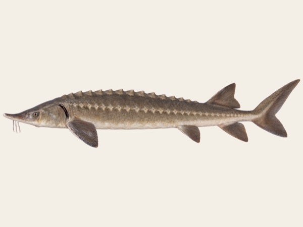 Sturgeon in Quebec