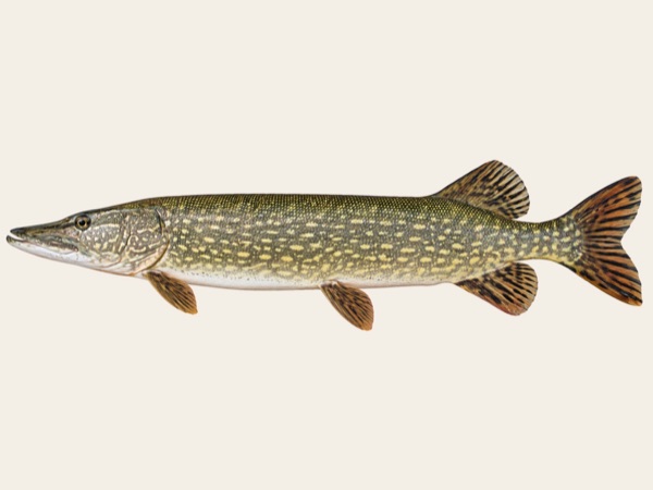 Northern pike in Quebec