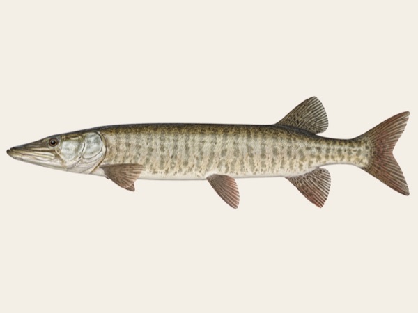 Muskellunge in Quebec