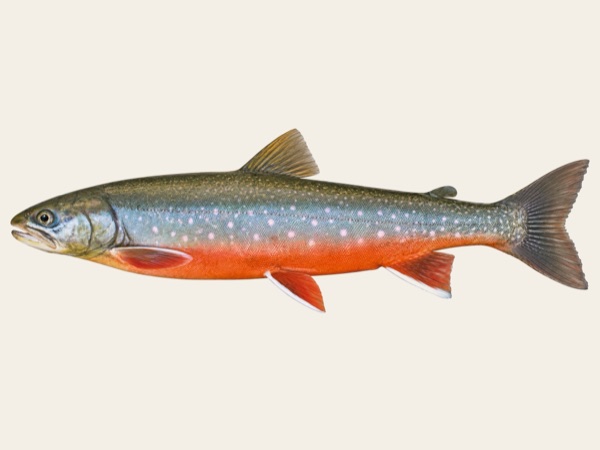 Arctic char in Quebec