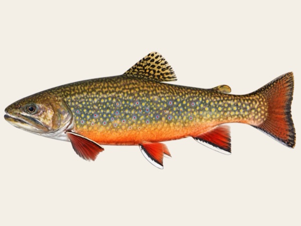 Brook trout in Quebec