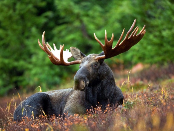 Orignal — chasse au Québec
