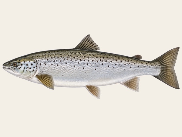 Landlocked salmon in Quebec