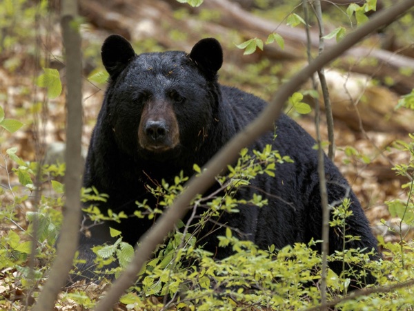 Ours noir — chasse au Québec