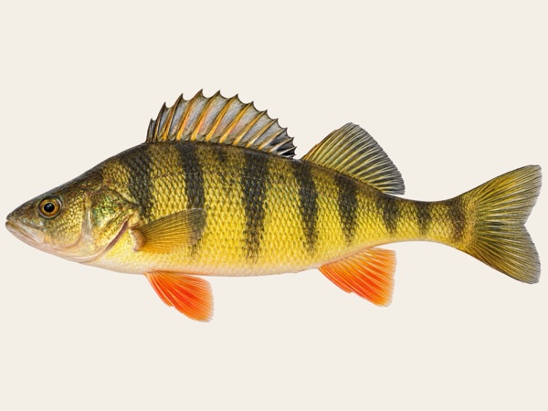 Yellow perch in Quebec