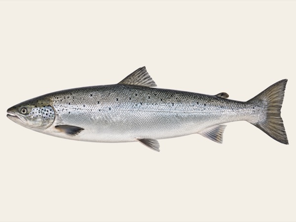 Atlantic salmon in Quebec