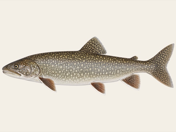Lake trout in Quebec