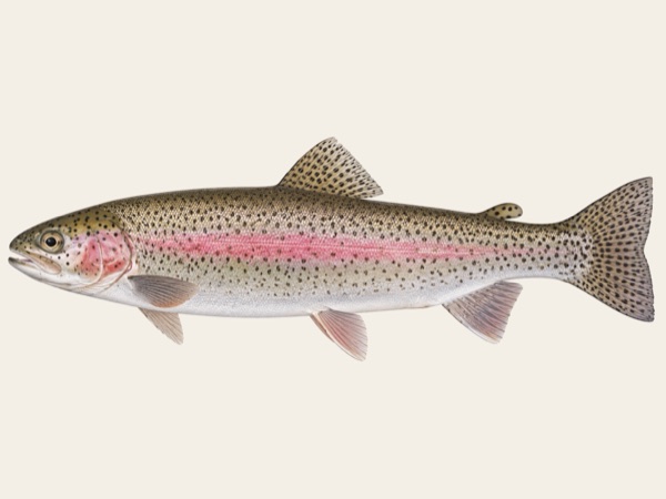 Rainbow trout in Quebec