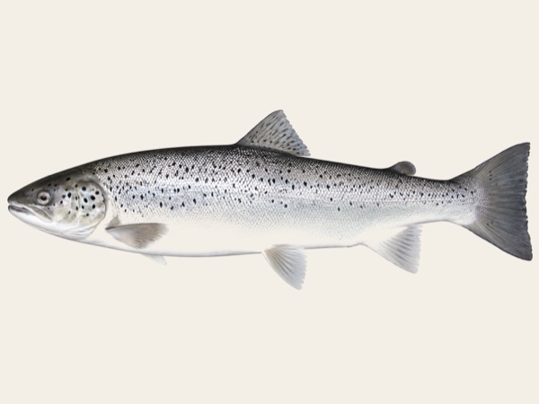 Sea-run trout in Quebec